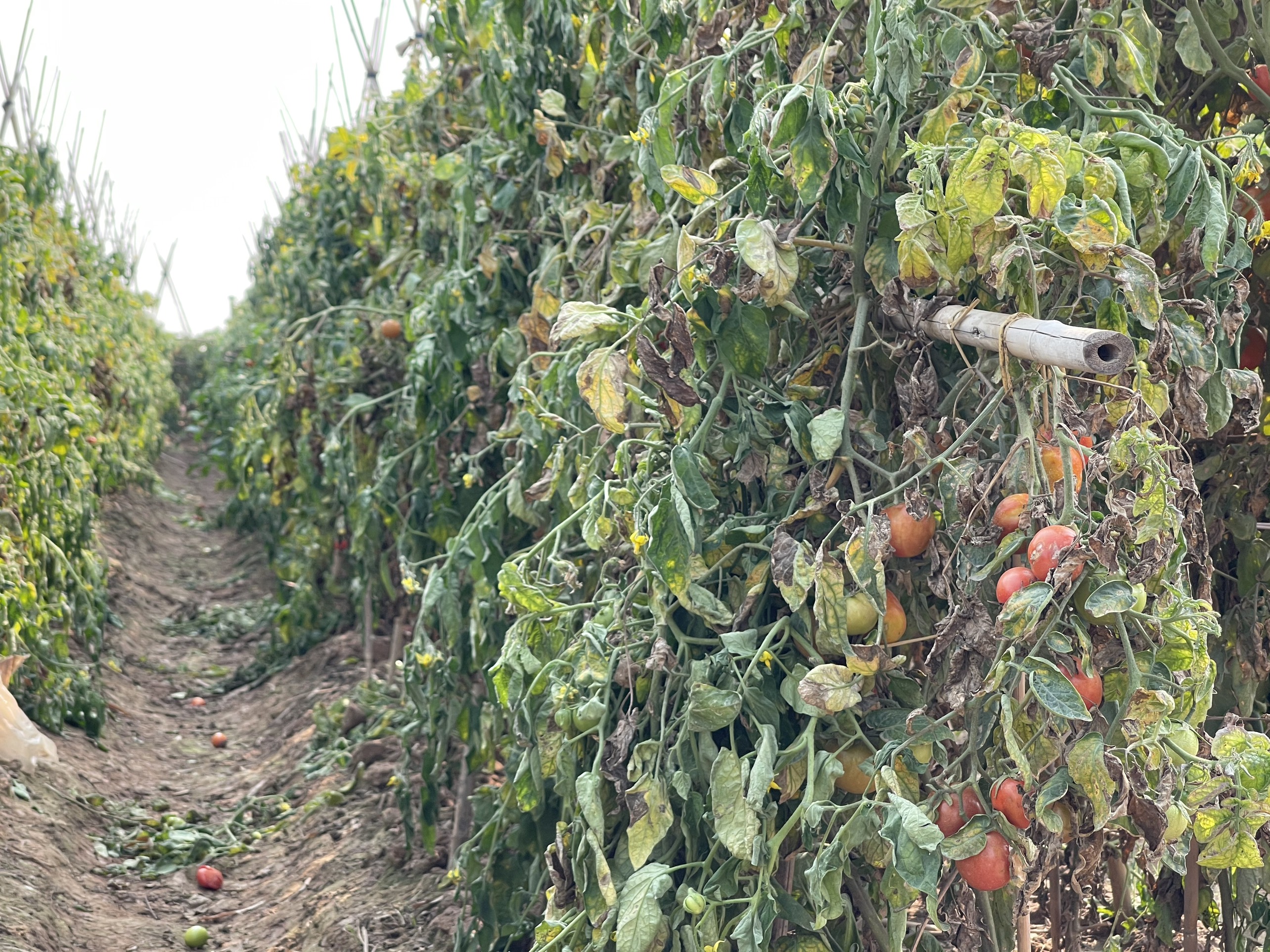 Hải Dương: Cà chua, bắp cải của nông dân chưa thể bán được vì dịch Covid-19